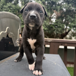 Shelter Stray Male Dog last seen , 3612 11th Ave, Los Angeles, CA 90018, USA