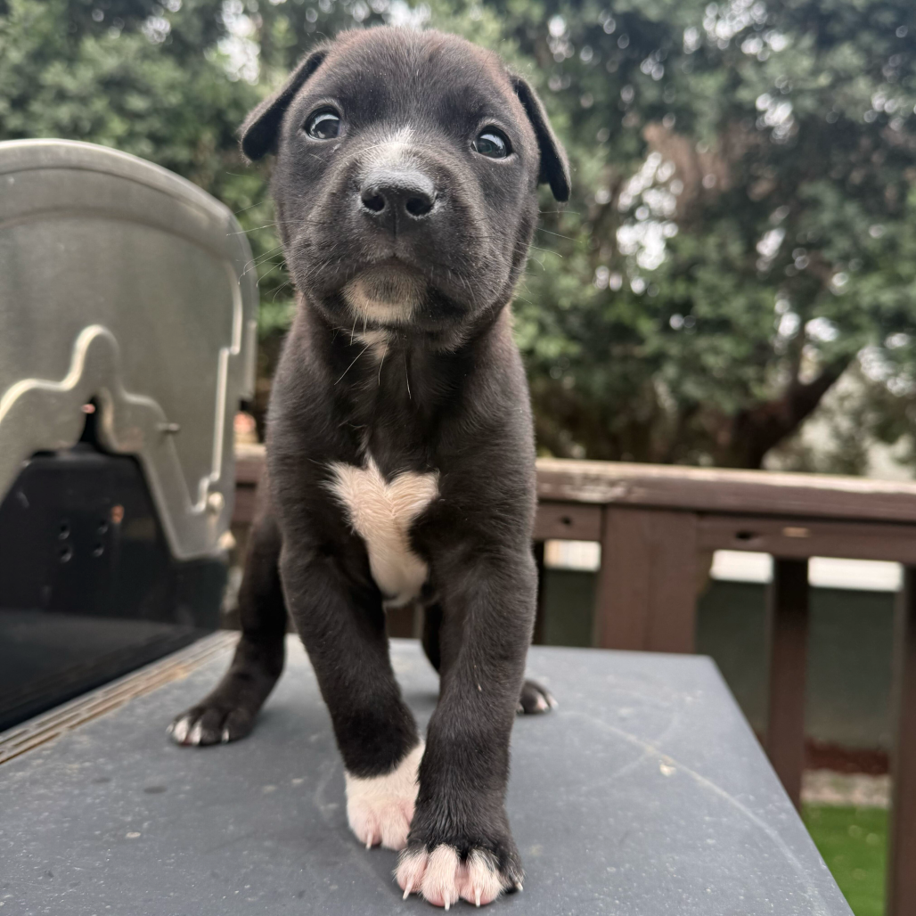 Shelter Stray Male Dog last seen , 3612 11th Ave, Los Angeles, CA 90018, USA