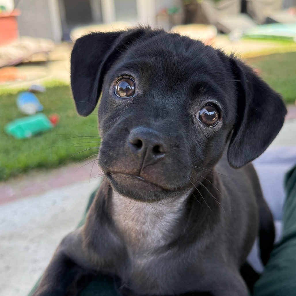 Shelter Stray Female Dog last seen , 3612 11th Ave, Los Angeles, CA 90018, USA