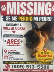 Lost Male Dog last seen West Ministor Church, Pomona, CA 91766
