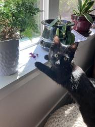 Reunited Female Cat last seen Wilson Ct and Monroe, Denver, CO 80205
