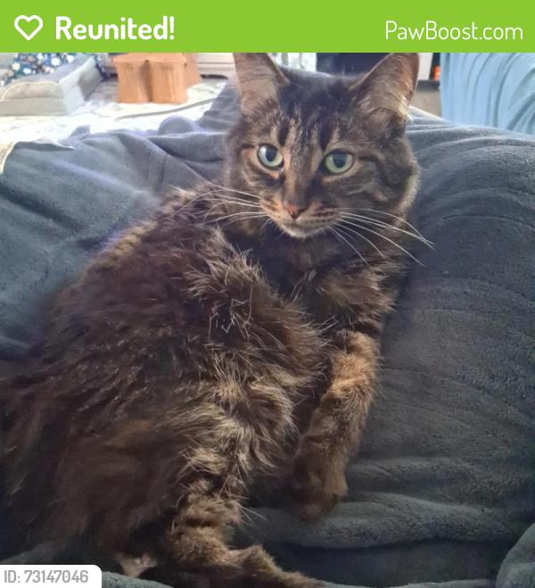 Reunited Female Cat last seen Monte rd, San Luis Obispo County, CA 93401