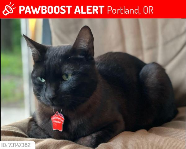 Lost Male Cat last seen Near SE Stanley, 8715 SE 57th - near Johnson Creek Blvd, Portland, OR 97206