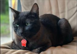 Lost Male Cat last seen Near SE Stanley, 8715 SE 57th - near Johnson Creek Blvd, Portland, OR 97206