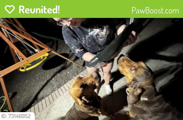 Reunited Male Dog last seen Near crested quail, San Antonio, TX 78250
