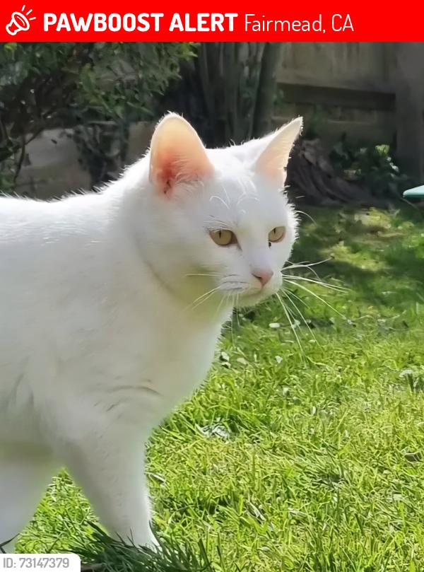 Lost Female Cat last seen Fairmead, Upwood, Fairmead, CA 93610