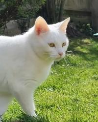 Lost Female Cat last seen Fairmead, Upwood, Fairmead, CA 93610