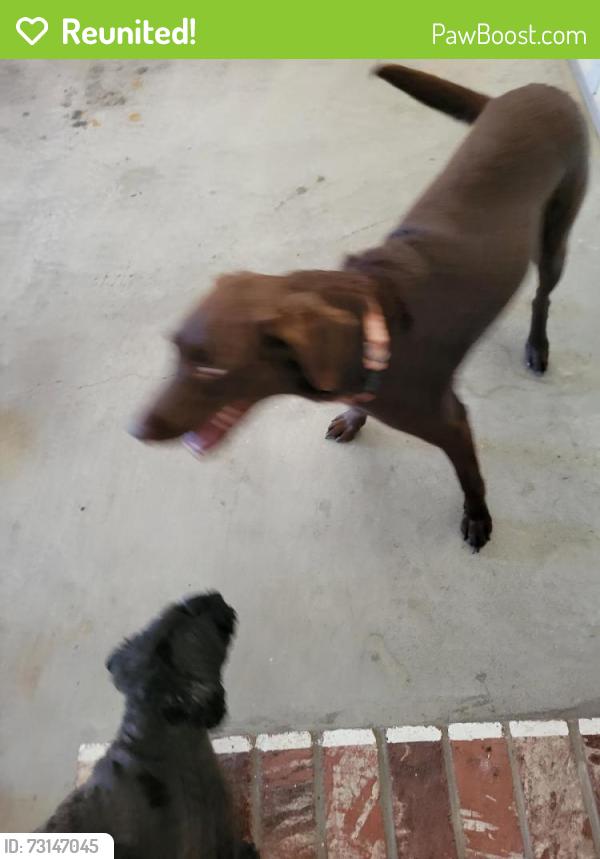 Reunited Male Dog last seen Near Avenida de Diamante, Arroyo Grande, CA 93420