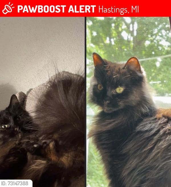 Lost Female Cat last seen Applebees, Hastings, MI 49058