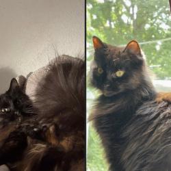 Lost Female Cat last seen Applebees, Hastings, MI 49058