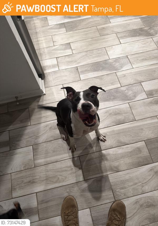 Found/Stray Female Dog last seen Off 40th street, nearby busch gardens, Tampa, FL 33610