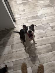 Found/Stray Female Dog last seen Off 40th street, nearby busch gardens, Tampa, FL 33610