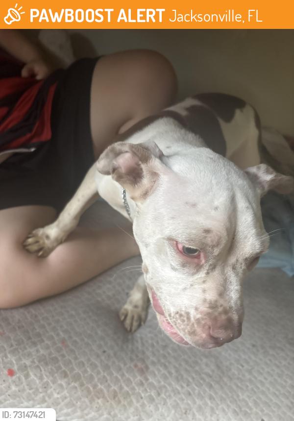 Found/Stray Male Dog last seen 32nd and pierce st, Jacksonville, FL 32209