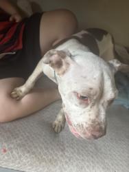 Found/Stray Male Dog last seen 32nd and pierce st, Jacksonville, FL 32209