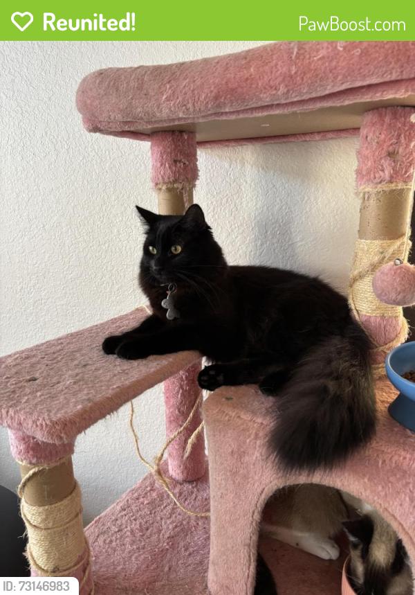 Reunited Male Cat last seen Memorial and MacArthur, Oklahoma City, OK 73142