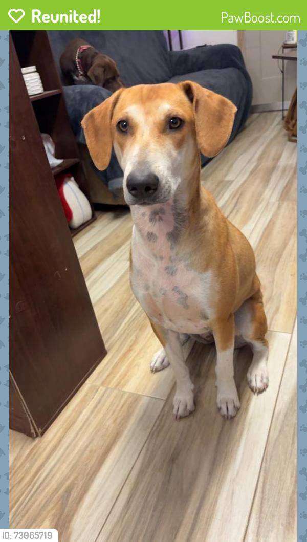 Reunited Female Dog last seen Near High Plains St SW Los Lunas NM 87031 USA, Los Lunas, NM 87031