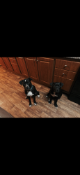 Lost Male Dog last seen Fritch highway on the way to Tyson, Amarillo, TX 79108