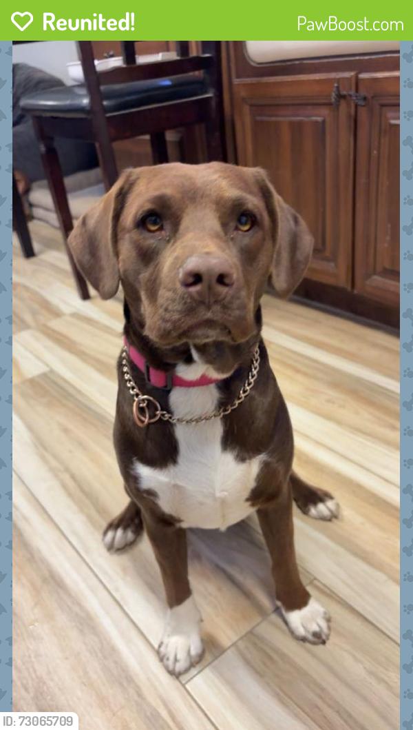 Reunited Female Dog last seen Near High Plains St SW Los Lunas NM 87031 USA, Los Lunas, NM 87031