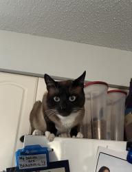 Lost Male Cat last seen Waters Ave and Newport Ave, Tampa, FL 33604