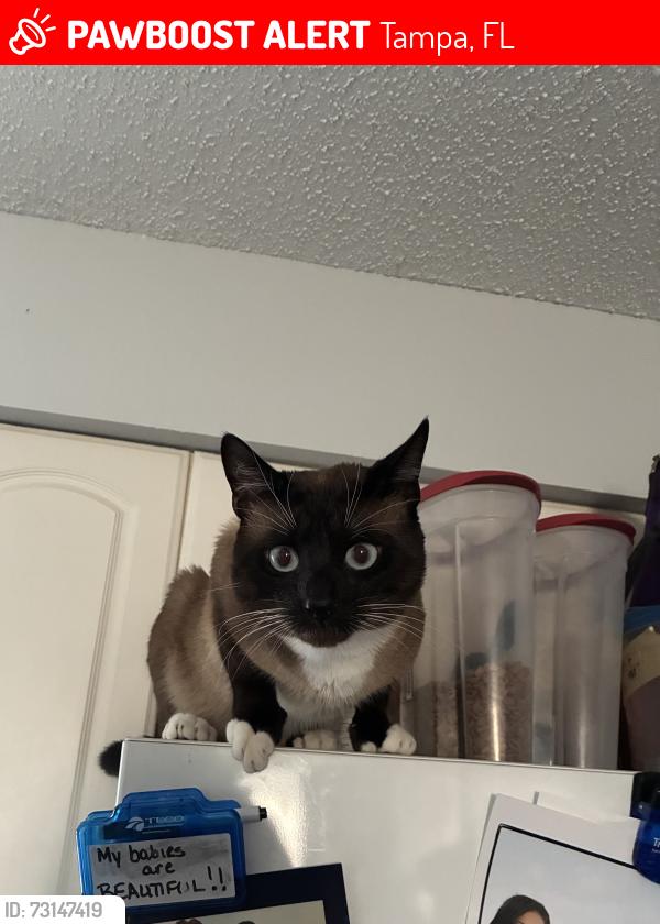 Lost Male Cat last seen Waters Ave and Newport Ave, Tampa, FL 33604