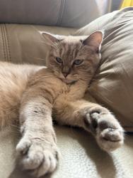 Reunited Female Cat last seen Liggett Street Elementary, Los Angeles, CA 91402
