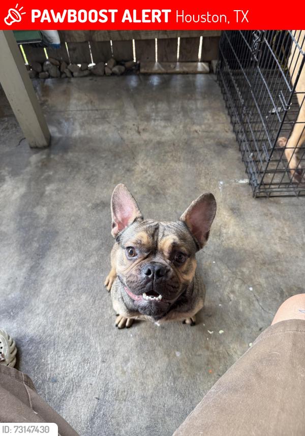 Lost Male Dog last seen Main, Houston, TX 77025