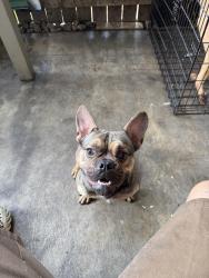Lost Male Dog last seen Main, Houston, TX 77025