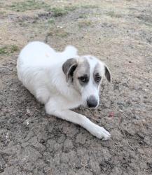 Reunited Female Dog last seen Near Gina Ln, Alvarado, TX 76009, USA, Alvarado, TX 76009