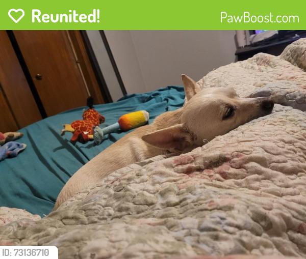 Reunited Male Dog last seen Dollar General, Haltom City, TX 76137