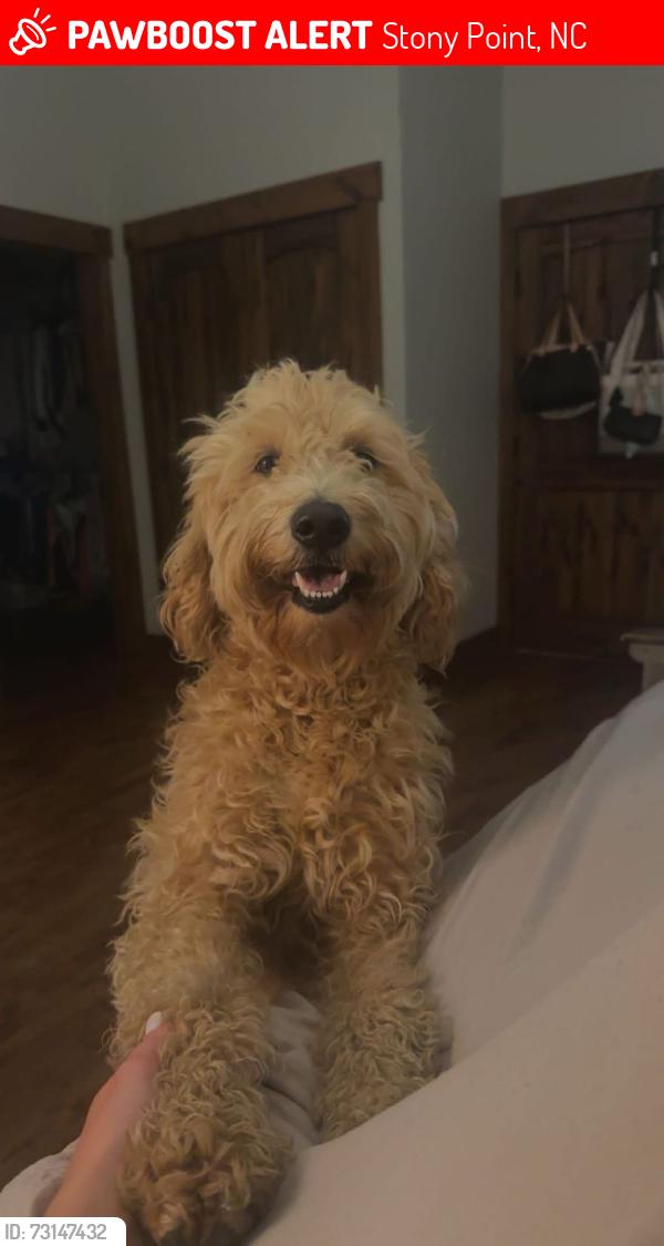 Lost Female Dog last seen Old Mtn road near Alexander county line, Stony Point, NC 28678