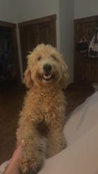 Lost Female Dog last seen Old Mtn road near Alexander county line, Stony Point, NC 28678