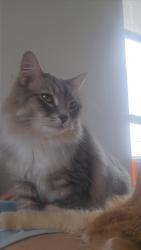 Lost Female Cat last seen Franklin and Phillipi Boise Idaho 83705, Boise, ID 83705