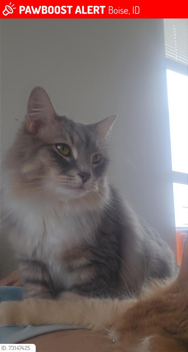 Lost Female Cat last seen Franklin and Phillipi Boise Idaho 83705, Boise, ID 83705