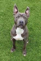 Shelter Stray Male Dog last seen Forest park, 8485 E Reno Ave, Midwest City, OK 73110, USA