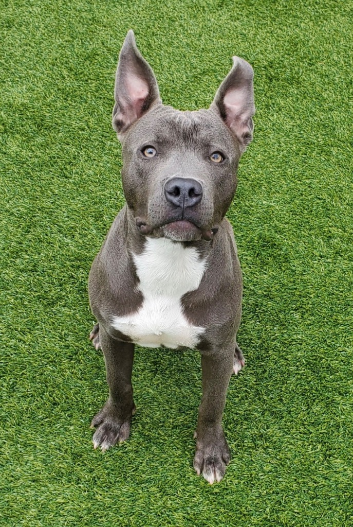 Shelter Stray Male Dog last seen Forest park, 8485 E Reno Ave, Midwest City, OK 73110, USA