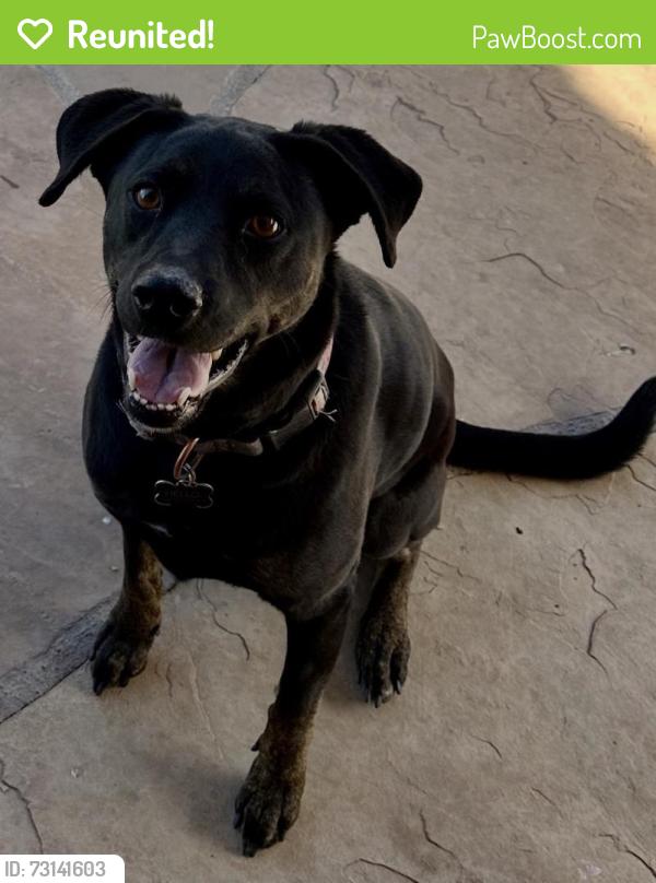 Reunited Female Dog last seen 75th Ave and Deer Valley, Peoria, AZ 85383