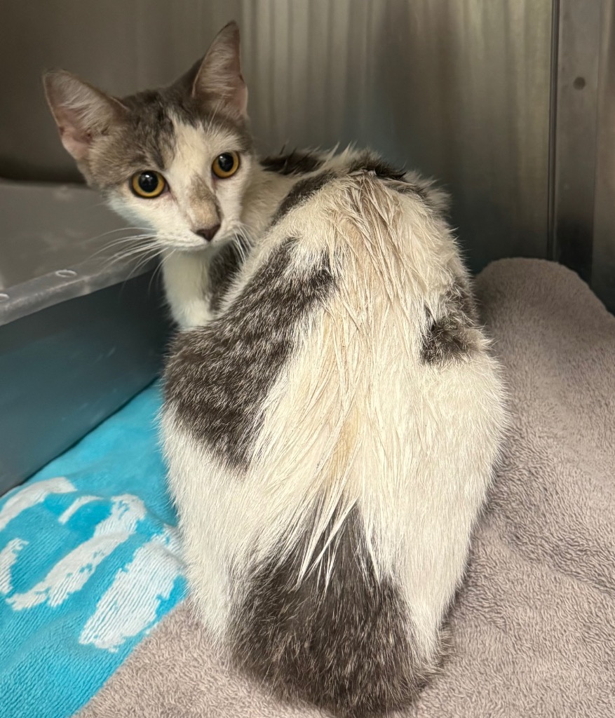 Shelter Stray Female Cat last seen Midwest City, 8485 E Reno Ave, Midwest City, OK 73110, USA