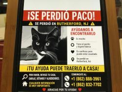Lost Male Cat last seen Marginal Road, Rutherford,NJ, Rutherford, NJ 07070