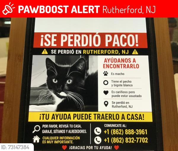 Lost Male Cat last seen Marginal Road, Rutherford,NJ, Rutherford, NJ 07070