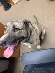 Reunited Female Dog last seen Cottonwood ave , santee, Santee, CA 92071