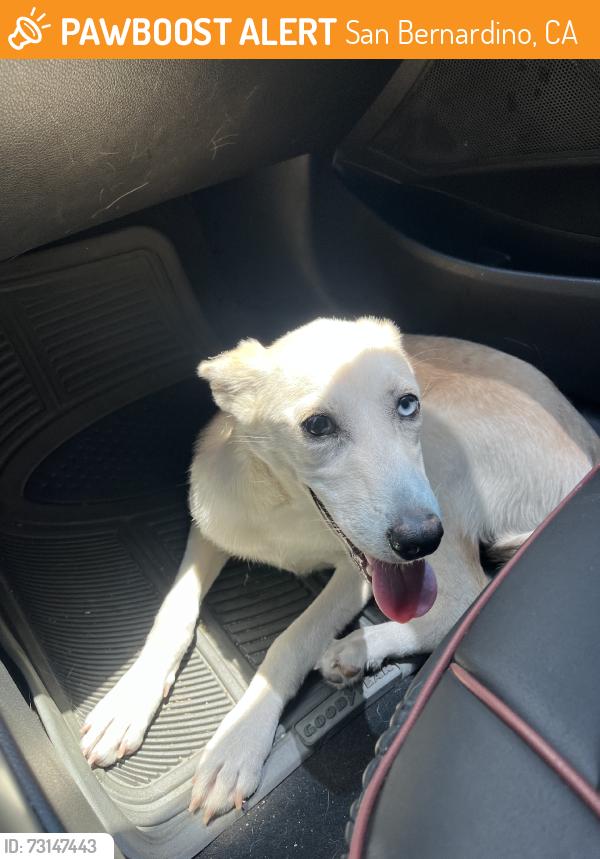 Found/Stray Female Dog last seen 9th st, San Bernardino, CA 92401