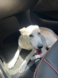 Found/Stray Female Dog last seen 9th st, San Bernardino, CA 92401