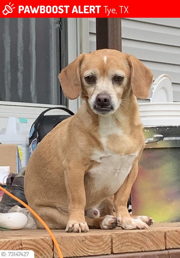 Lost Male Dog last seen We are directly across from the Dyess runways close to CR 310, Tye, TX 79563