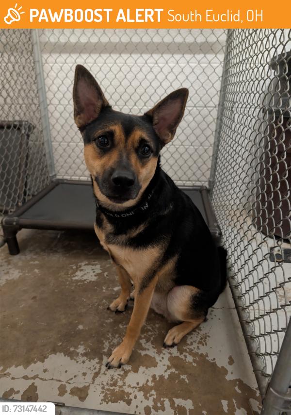 Found/Stray Unknown Dog last seen South Euclid Police Department, South Euclid, OH 44124
