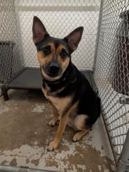 Found/Stray Unknown Dog last seen South Euclid Police Department, South Euclid, OH 44124