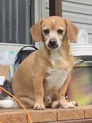 Lost Male Dog last seen We are directly across from the Dyess runways close to CR 310, Tye, TX 79563