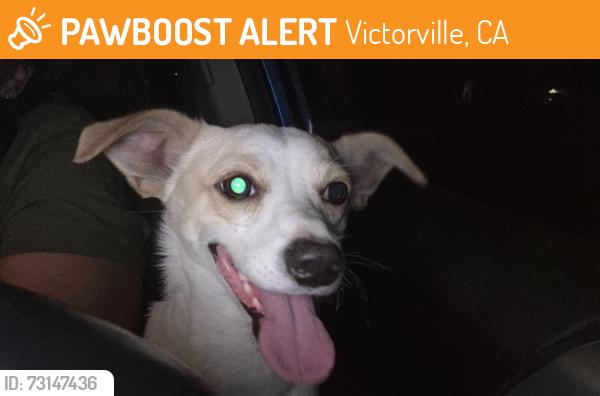Found/Stray Male Dog last seen Arlette and Joshua, Victorville, CA 92394