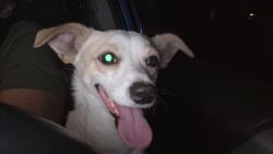 Found/Stray Male Dog last seen Arlette and Joshua, Victorville, CA 92394