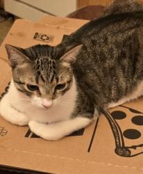 Reunited Male Cat last seen Richmar and Cimarron, Las Vegas, NV 89178