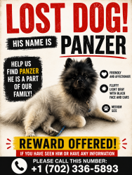Lost Male Dog last seen Near W Kindle Corner Ave Las Vegas, NV 89138 Estados Unidos, Las Vegas, NV 89138